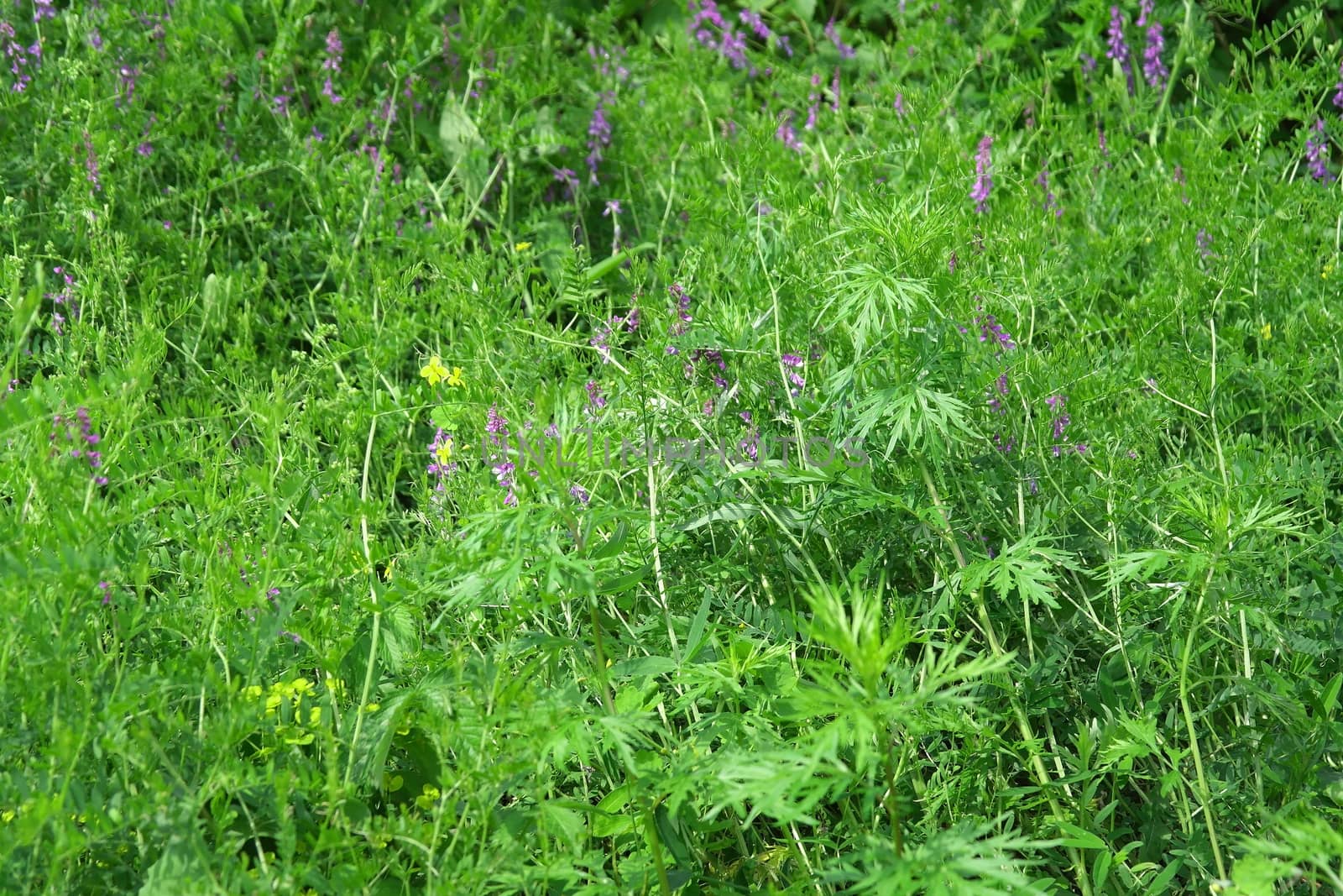 wild nature texture, grass and blossom flowers, shallow dof