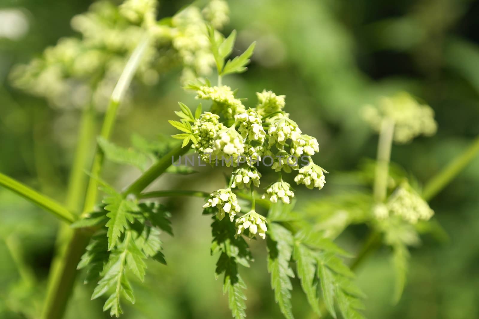 Blossom wild flowers on field, shallow dof