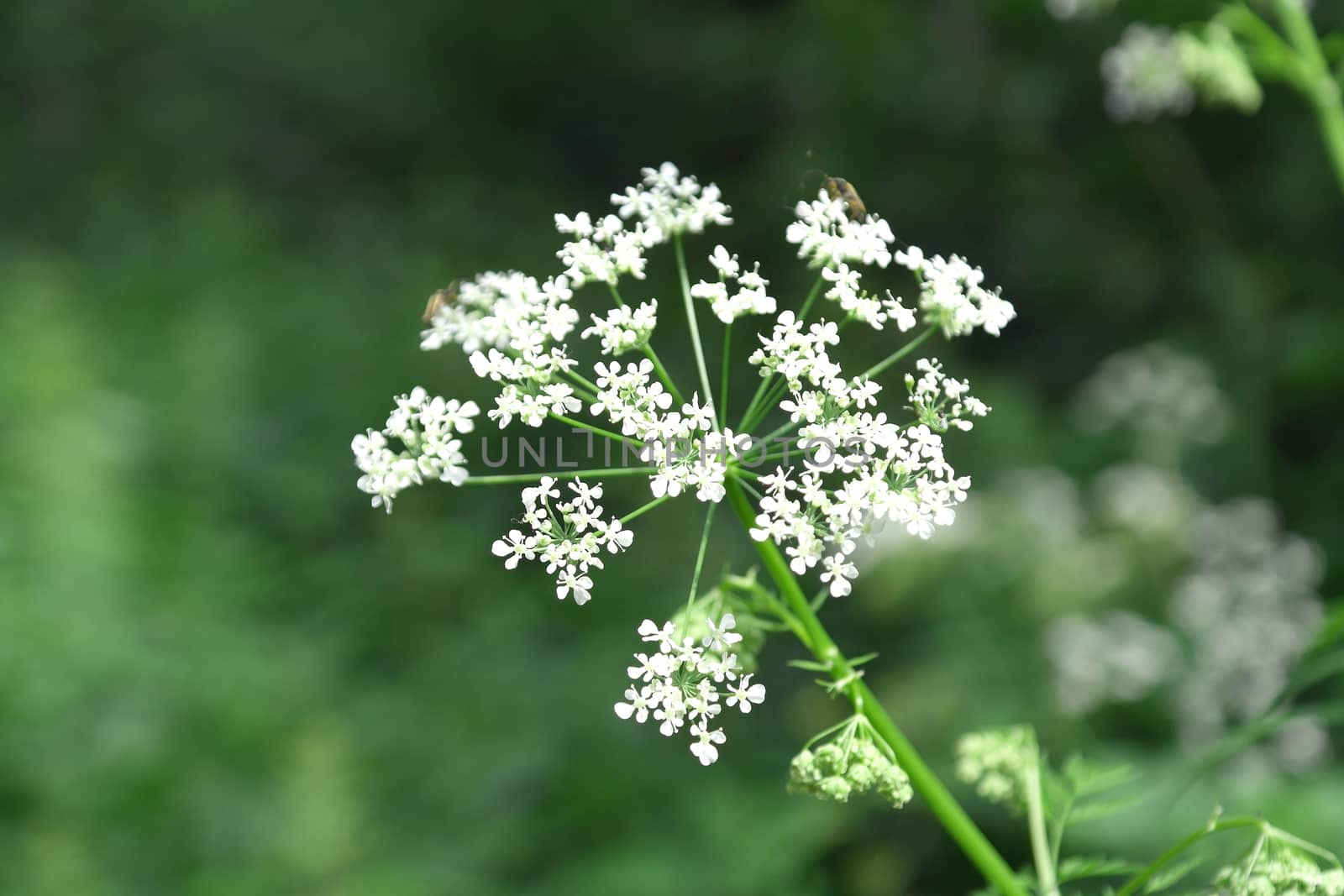 Blossom wild flowers on field, shallow dof