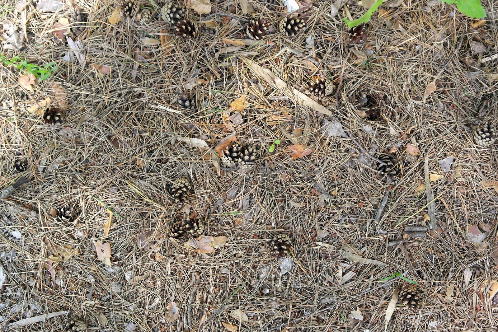 ground texture in forest