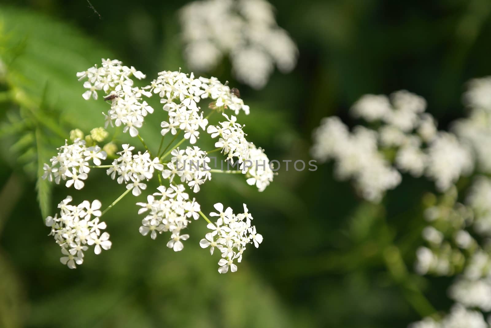 Blossom wild flowers on field, shallow dof