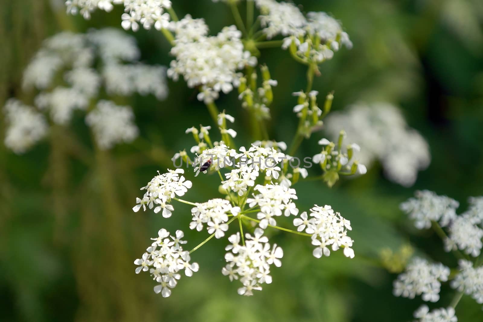 Blossom wild flowers on field by sergpet