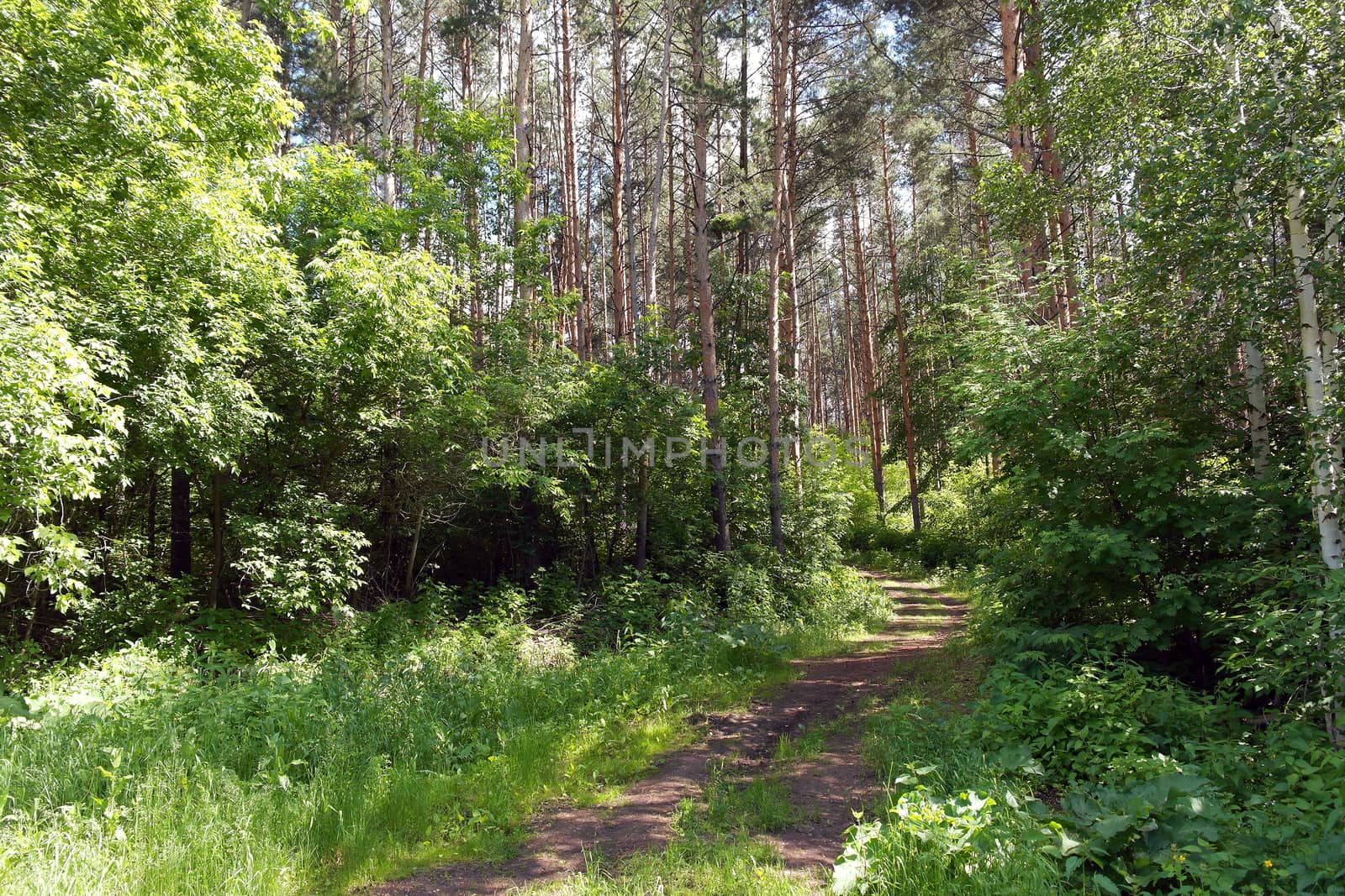 path in the forest, summer landscape