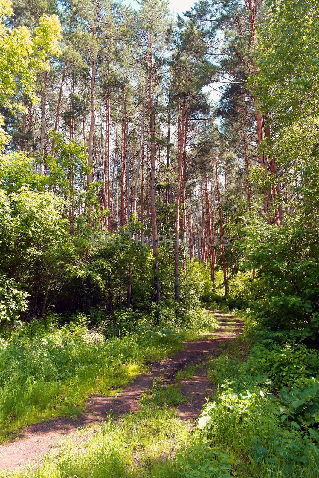 path in the forest, summer landscape