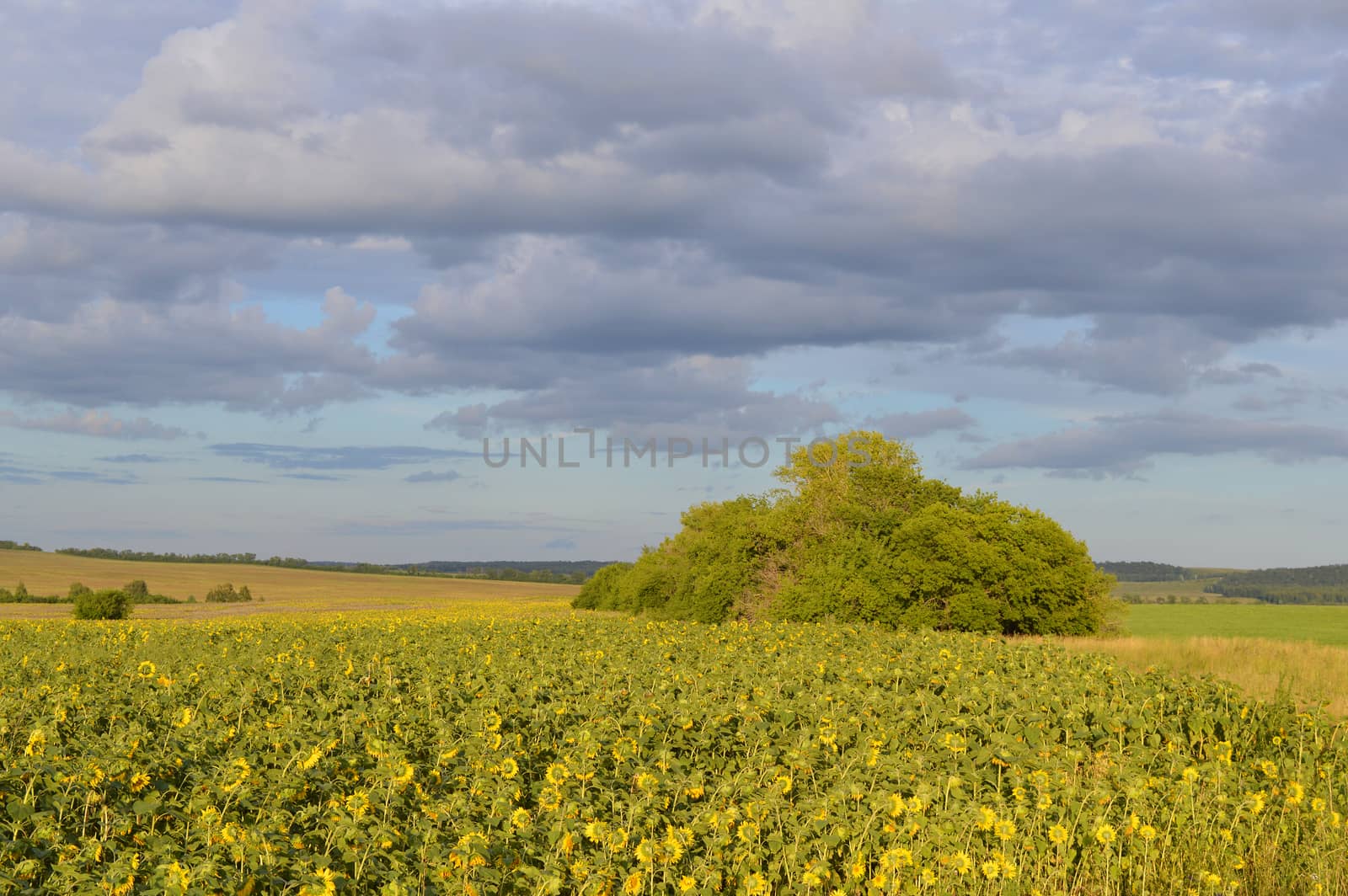 sunflowers field under blue sky with clouds