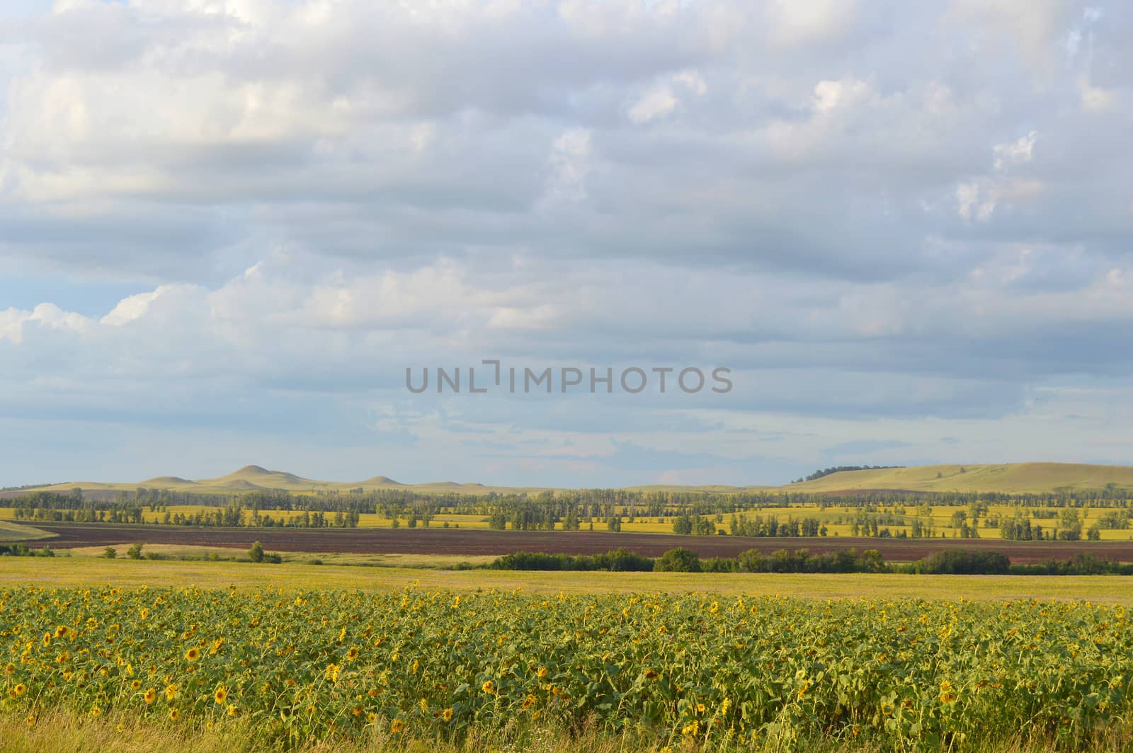 sunflowers field under blue sky with clouds