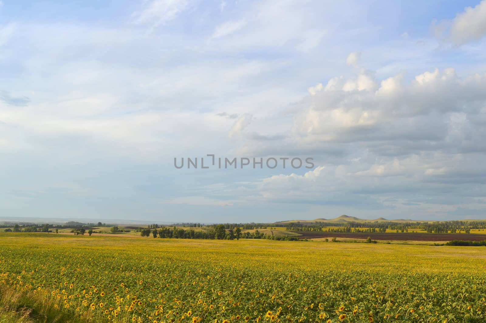 sunflowers field under blue sky with clouds