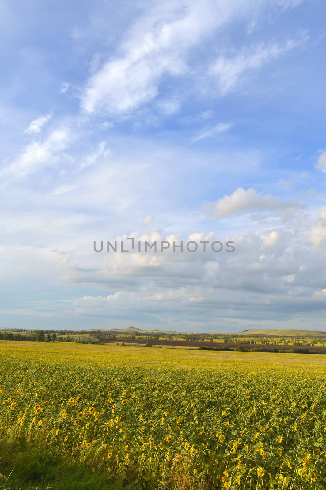 sunflowers field by sergpet