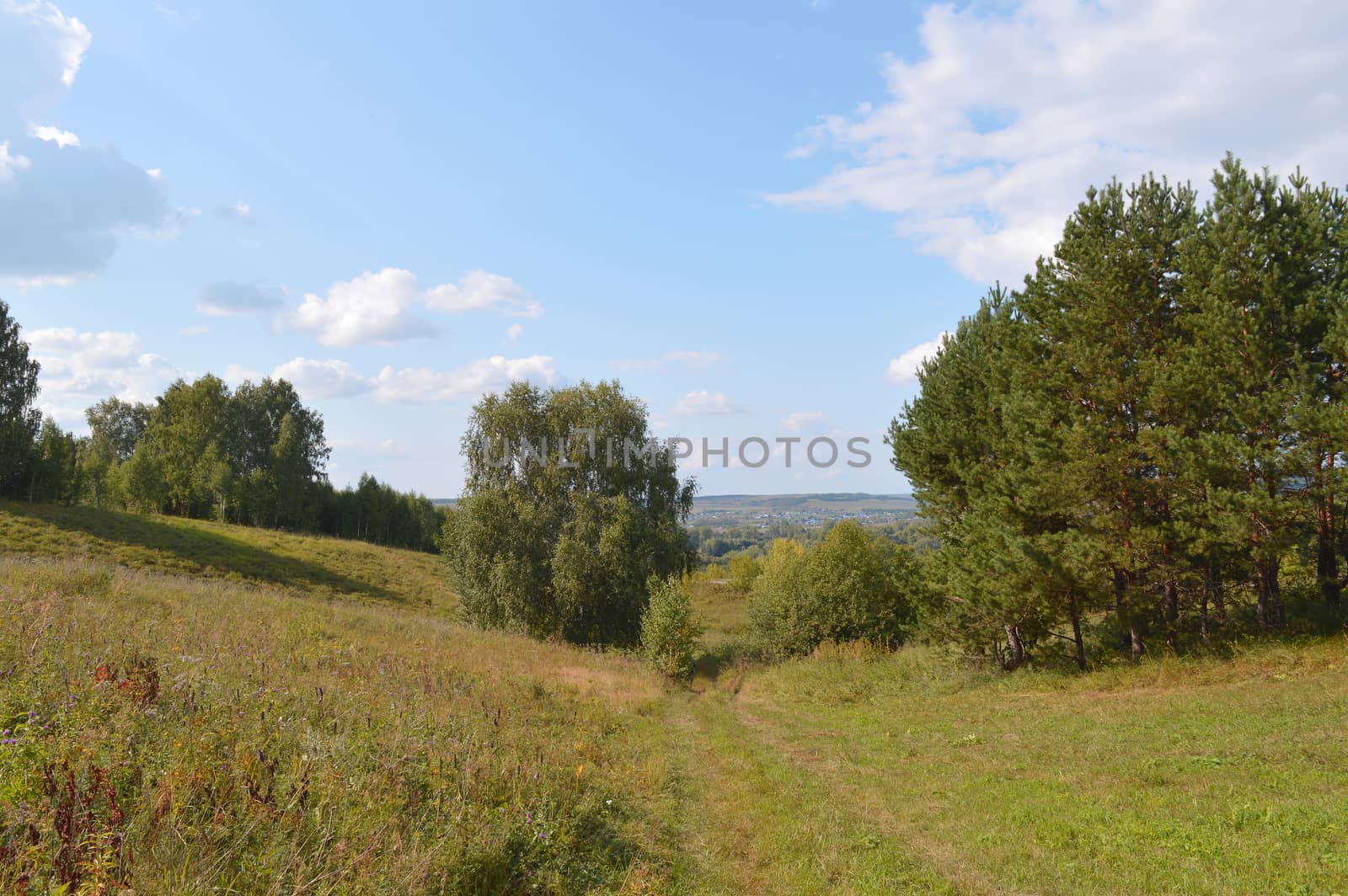 summer landscape with rural road and plants