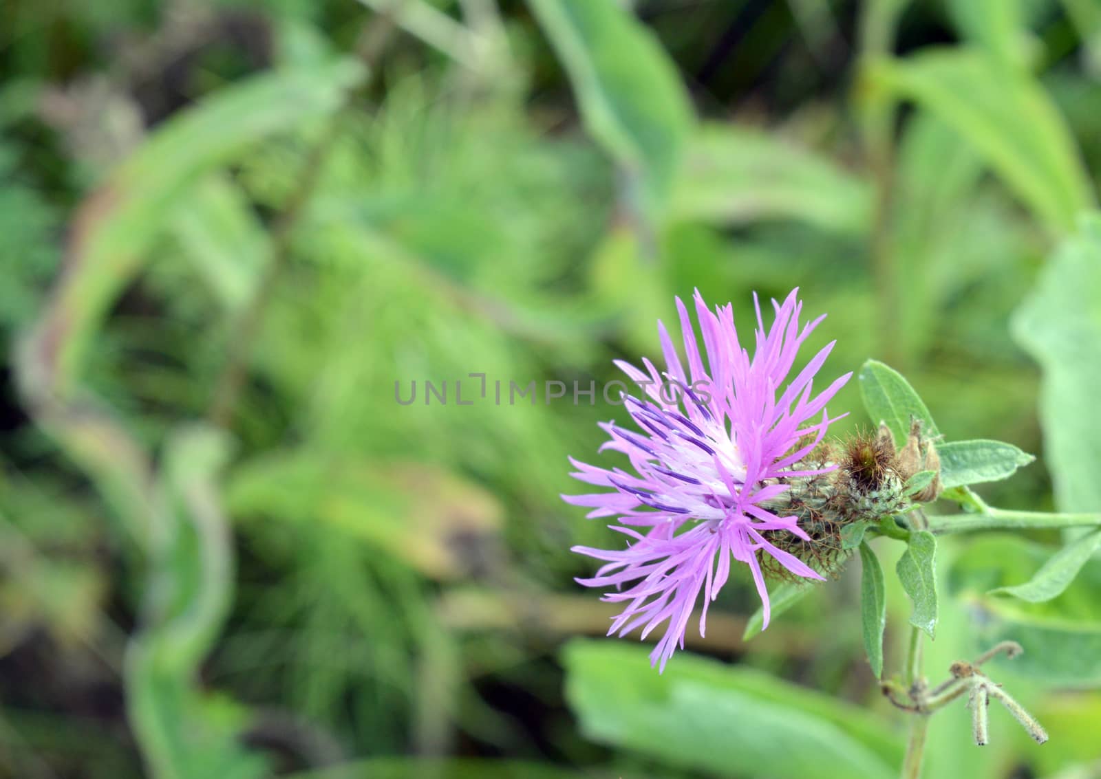 wild nature texture, grass and blossom flowers, shallow dof