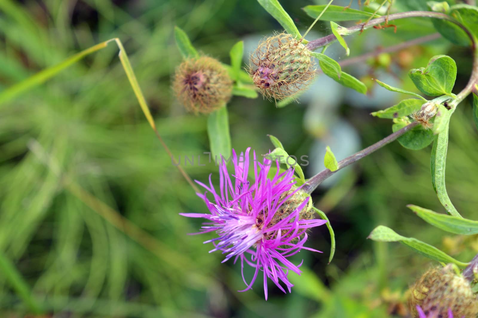 wild nature texture, grass and blossom flowers, shallow dof