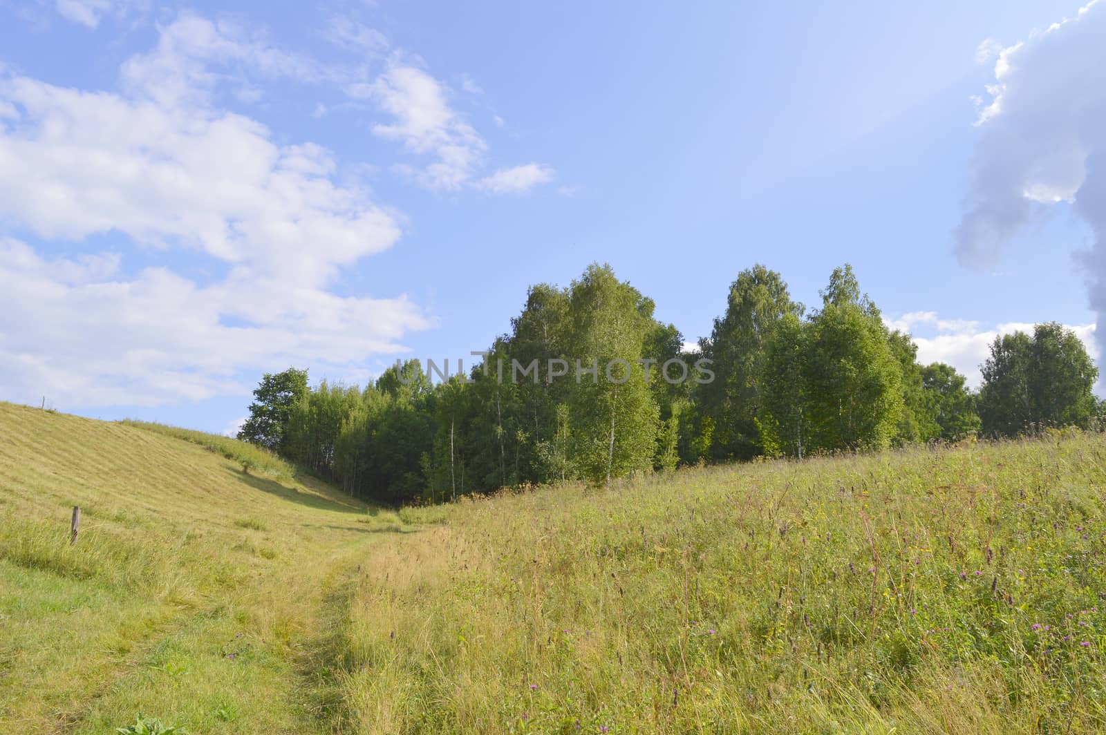 summer landscape with rural road and plants