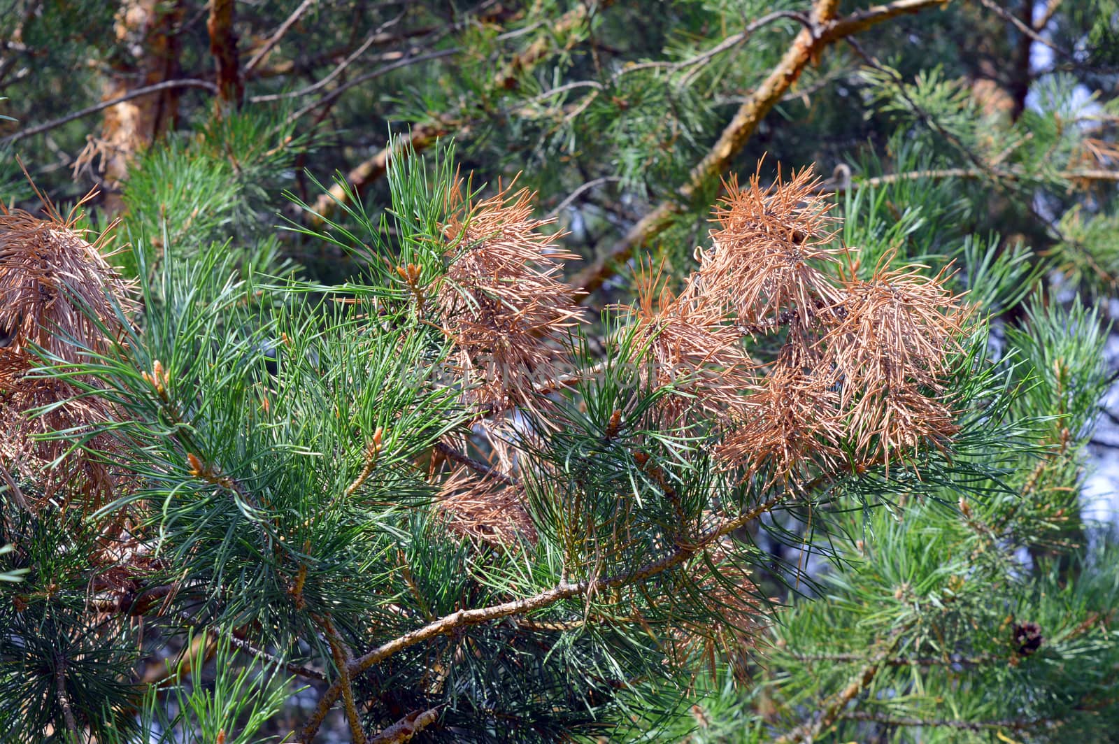 background nature with green twigs of pine