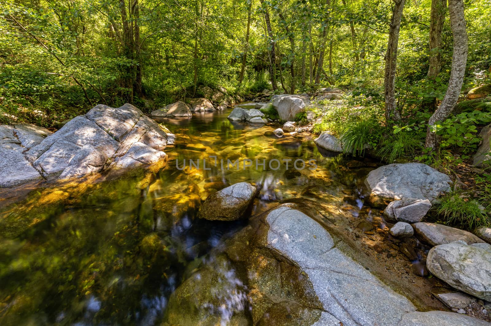 Small transparent creek in a sunny day in the forest by Digoarpi