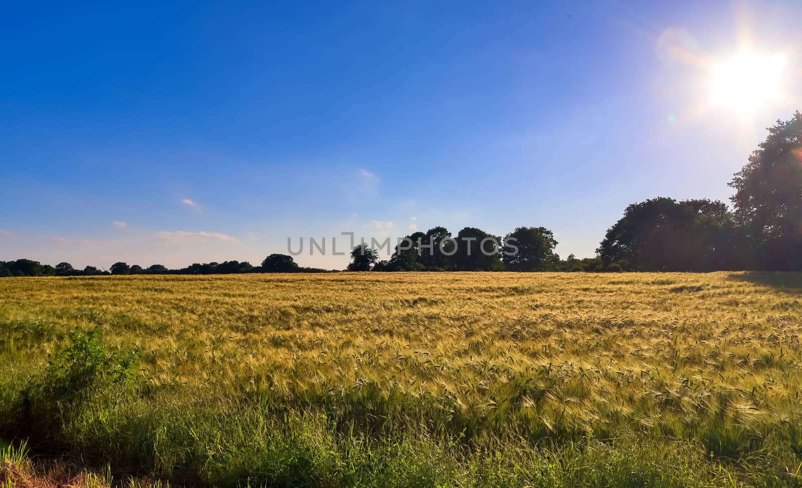 Golden wheat field and sunset sky, landscape of agricultural grain crops in harvest season