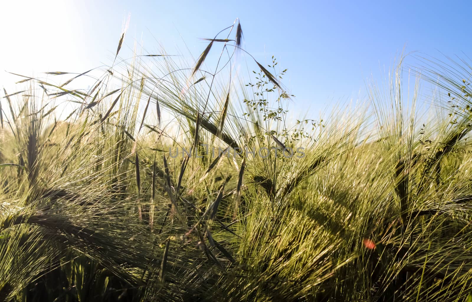 Golden wheat field and sunset sky, landscape of agricultural grain crops in harvest season