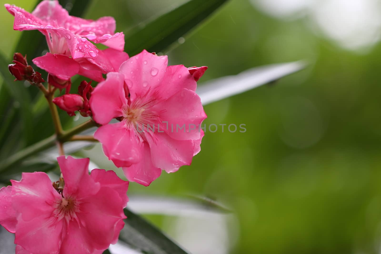 Pink oleander flower soaked in rain and green bokeh background