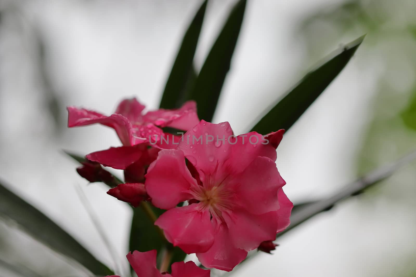 Beautiful foggy blur effect background and oleander flower soaked in rain water