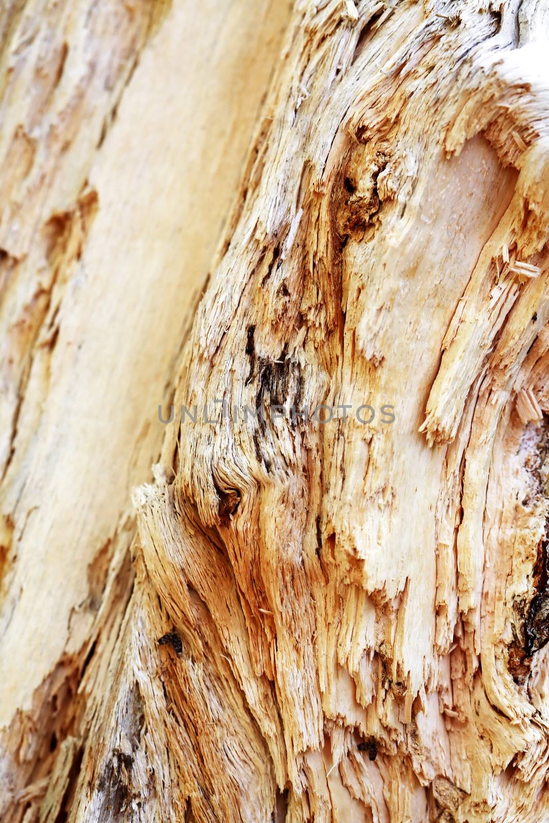Extreme closeup background with cracked wood