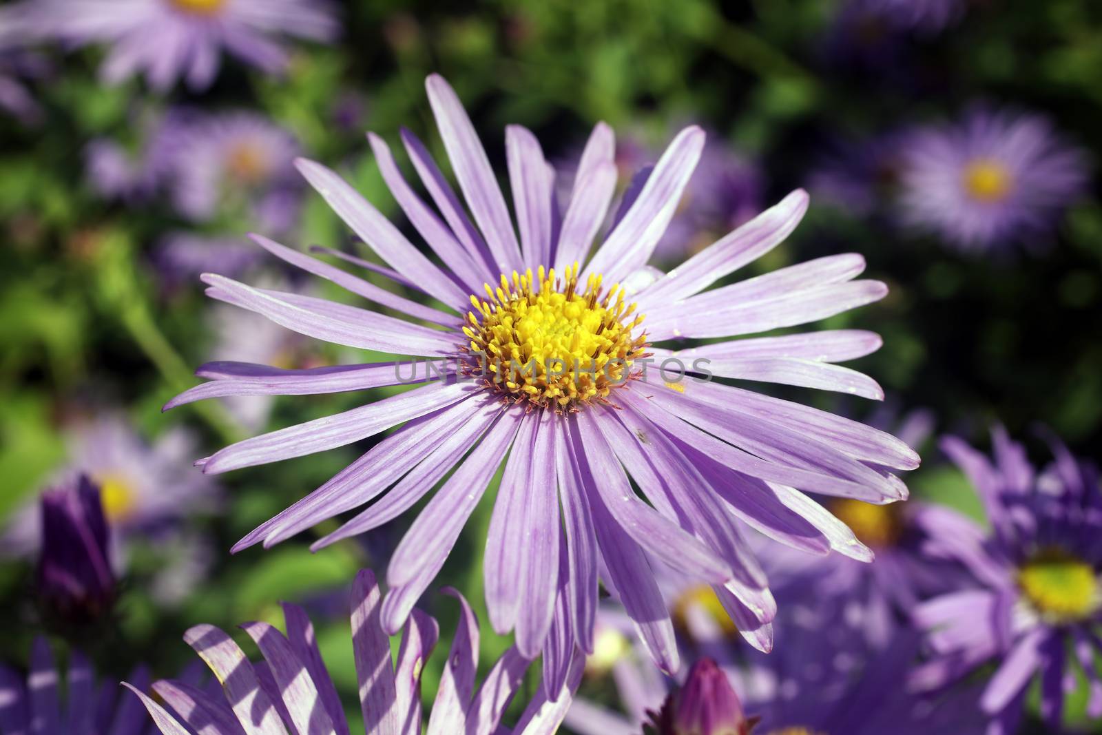 Aster x frikartii, 'Monch'  a common cultivated herbaceous perennial hardy garden flower plant also known as  Michaelmas Daisy due to its late flowering period stock photo