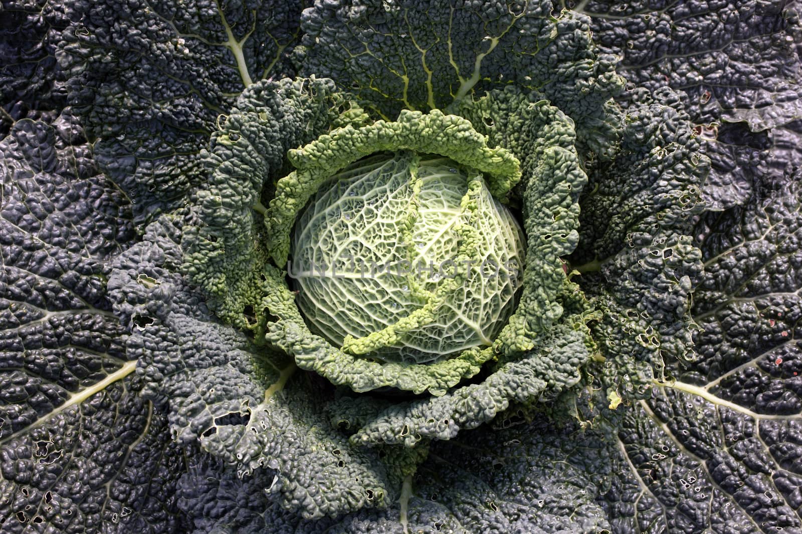 Cabbage (Brassica oleracea) grown for its food health diet benefits in an agriculture garden allotment stock image