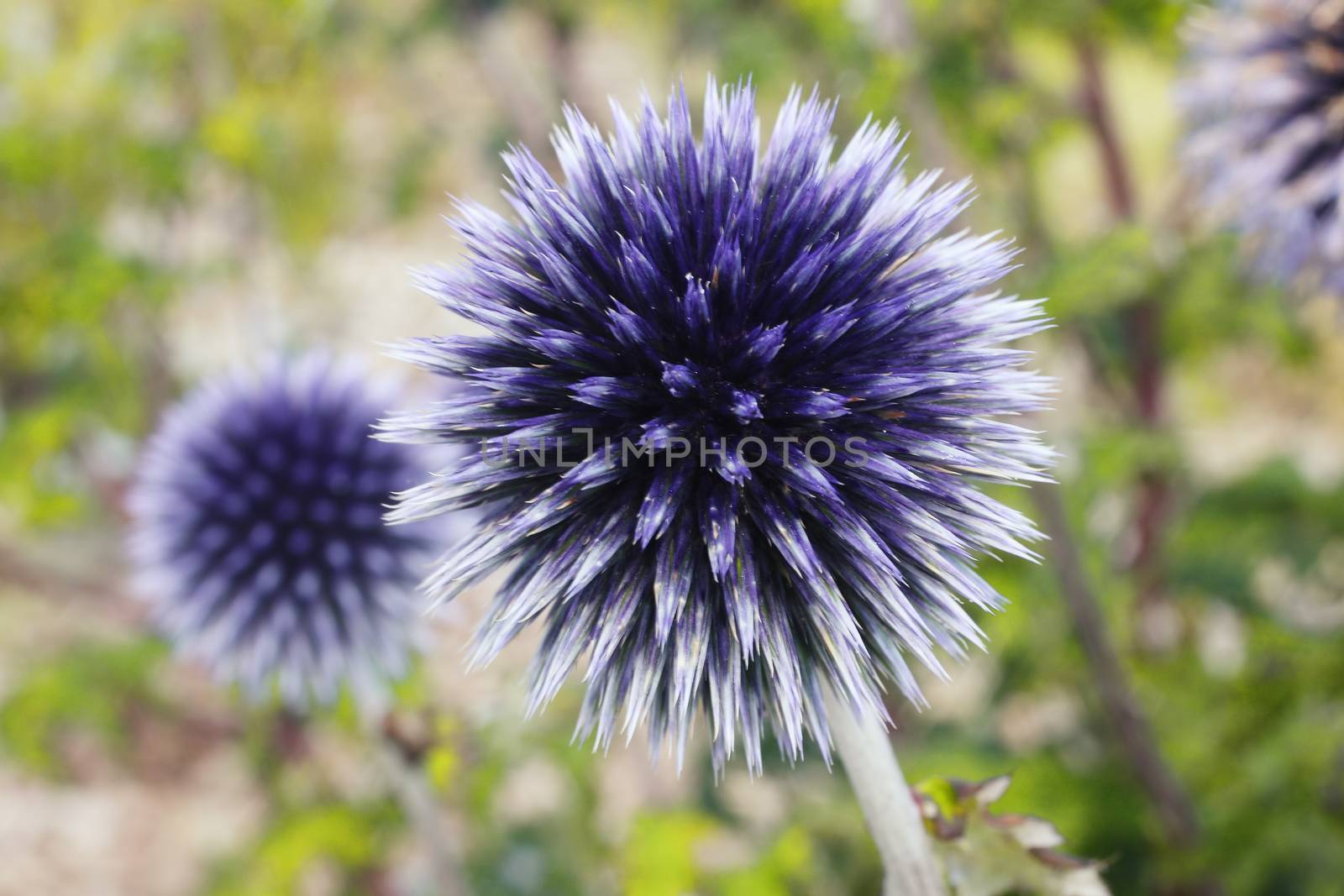 Echinops a common cultivated herbaceous perennial hardy blue gar by ant