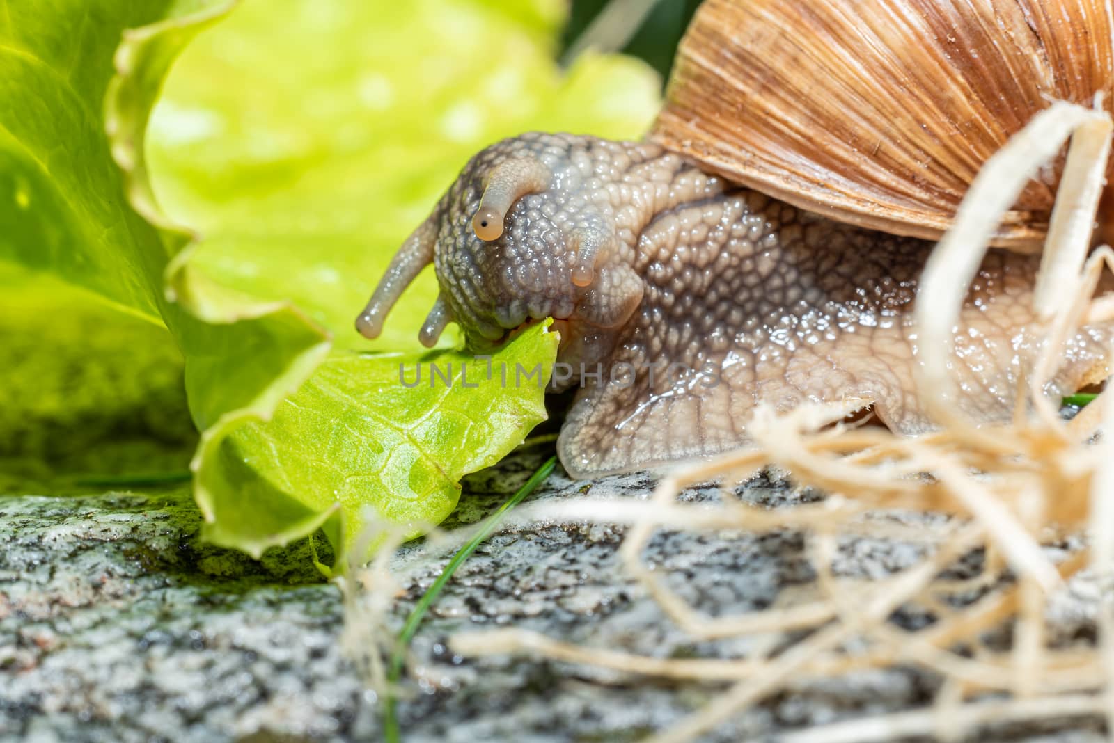 Macro close-up of a Burgundy snail eating a lettuce leaf with the antennae retracted leaf pulling it with the mouthparts leaf - jaw visible by Umtsga