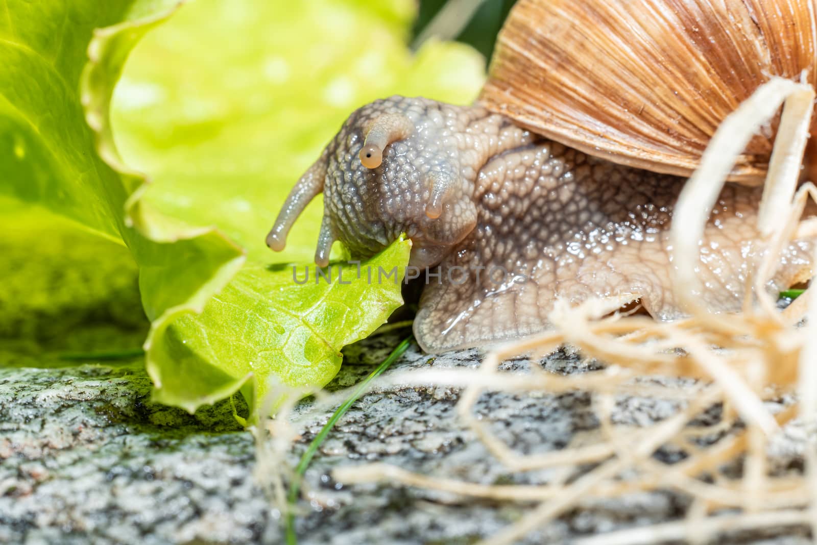 Macro close-up of a Burgundy snail eating a lettuce leaf with the antennae retracted leaf pulling it with the mouthparts leaf - jaw visible leaf - closing the mouth by Umtsga