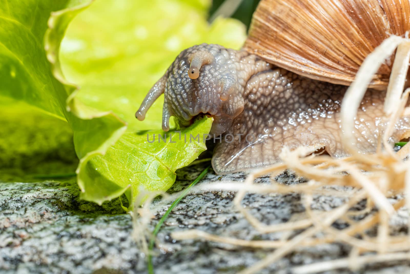 Macro close-up of a Burgundy snail eating a lettuce leaf - mouth at maximum extension and jaw perfectly visible by Umtsga