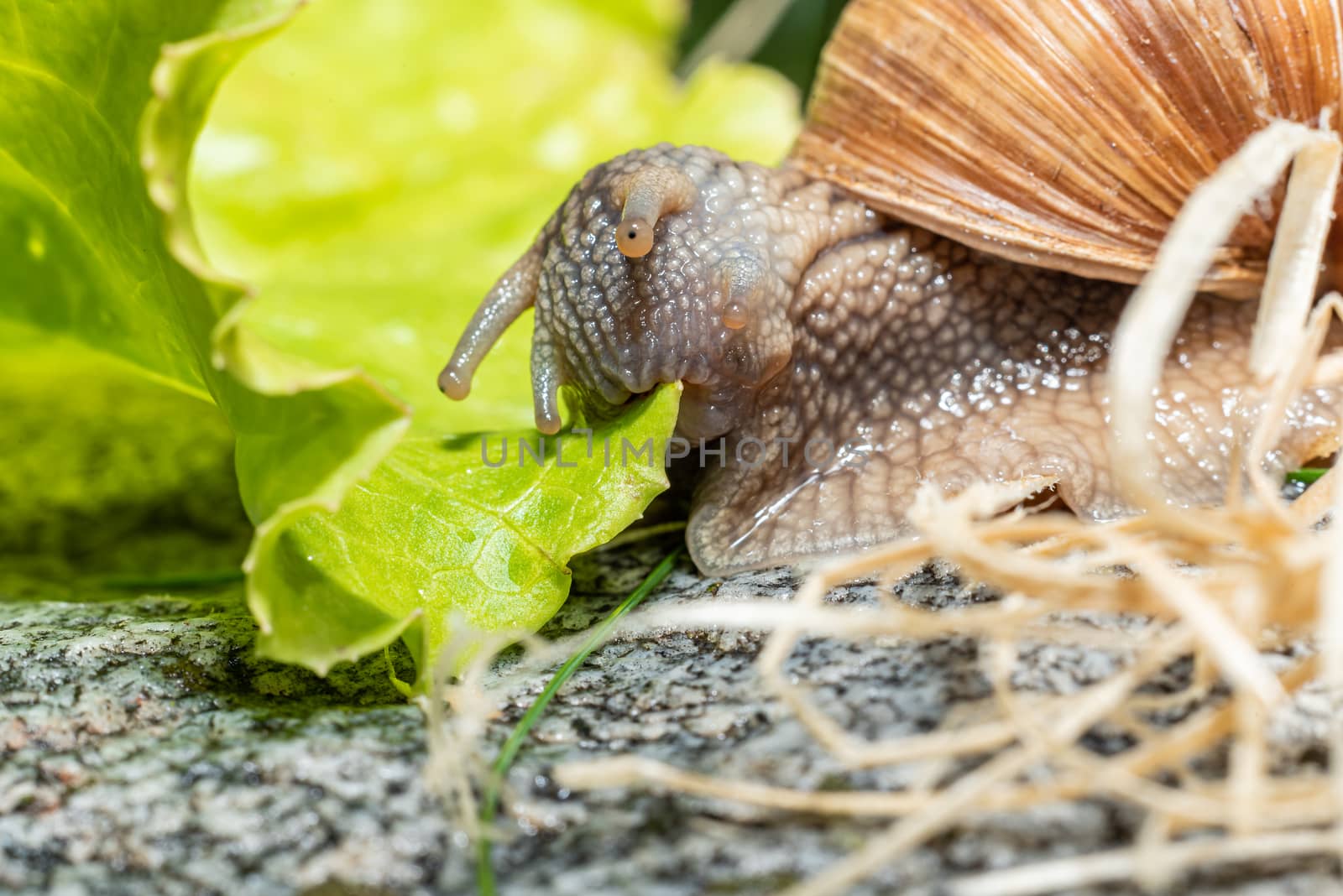 Macro close-up of a Burgundy snail eating a lettuce leaf - biting of a piece of the leaf - closing the mouth by Umtsga
