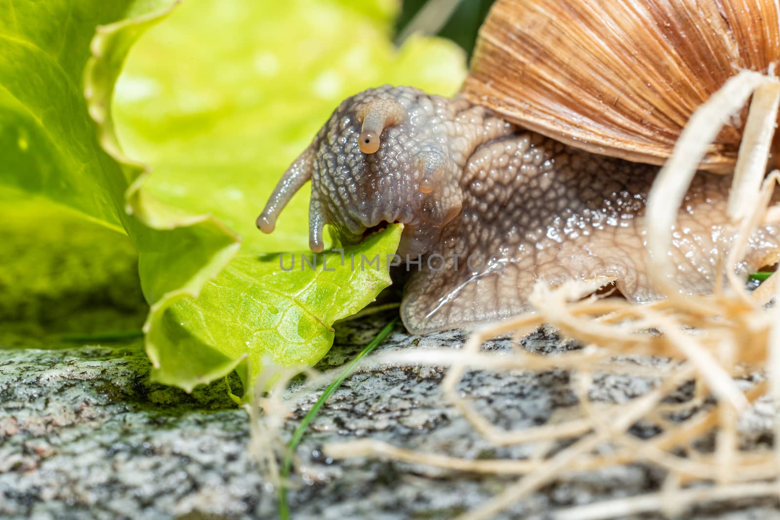 Macro close-up of a Burgundy snail eating a lettuce leaf - biting of a piece of the leaf by Umtsga