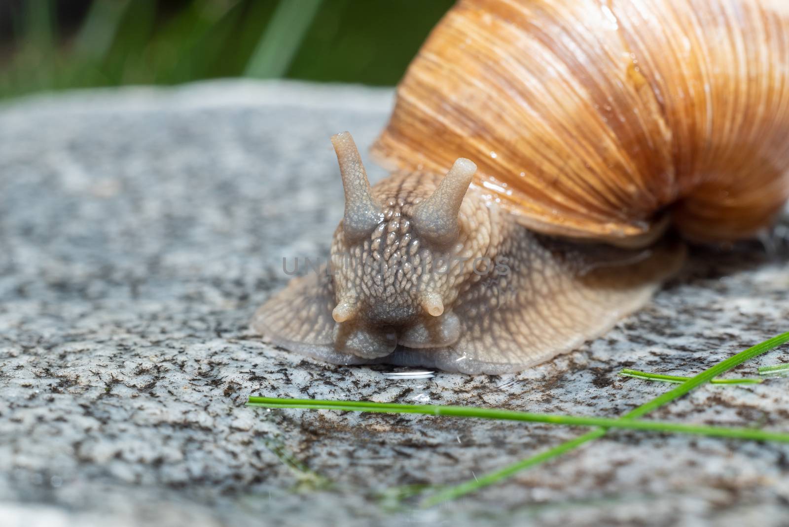 Macro close-up of a Roman snail with its antennae half way extended by Umtsga