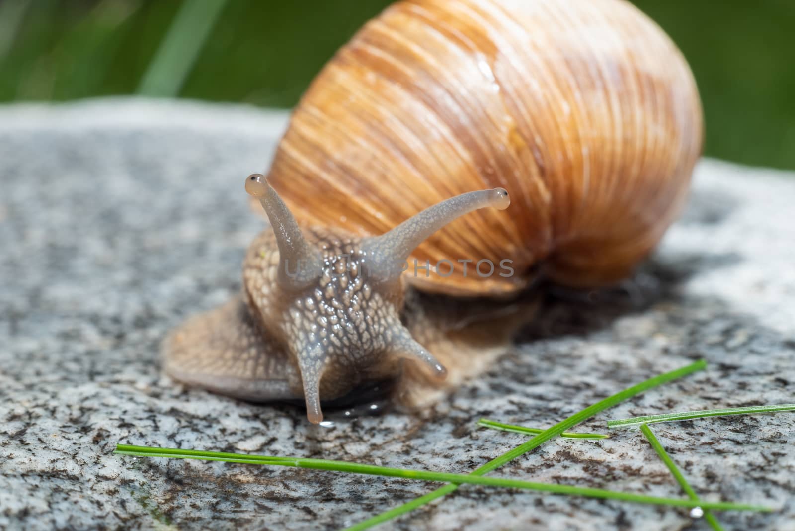 Macro close-up of a Roman snail with its antennae fully extended - looking to the right by Umtsga