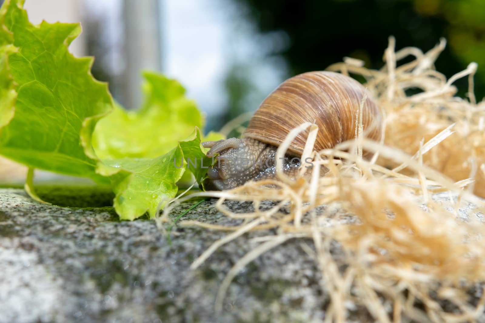 Macro close-up of a Burgundy snail pulling a lettuce leaf with her Radula into her mouth by Umtsga