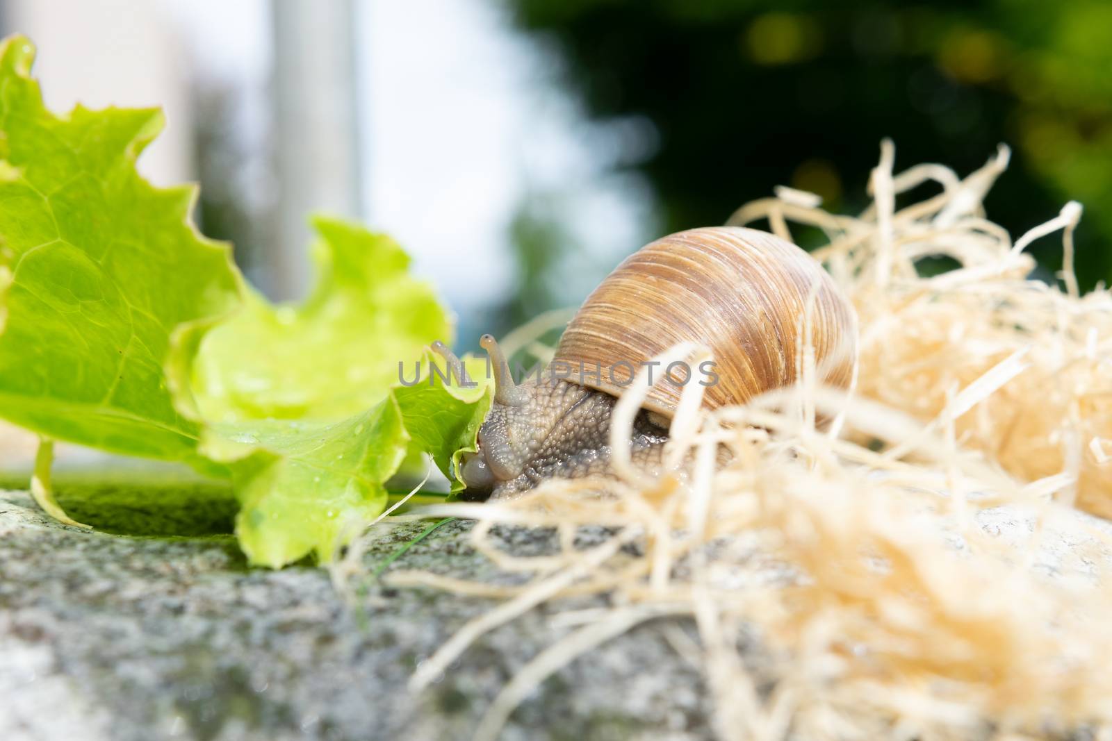 Burgundy snail on a stone eating a salad leaf