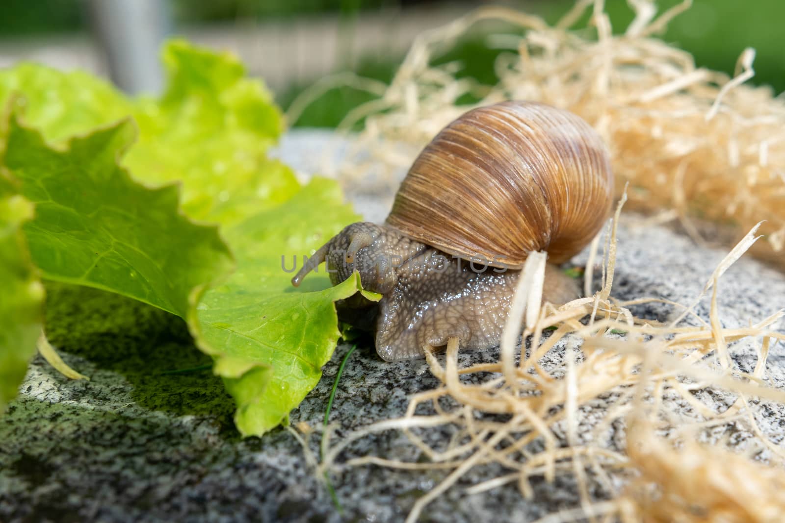 Burgundy snail on a stone moving to a salad leaf