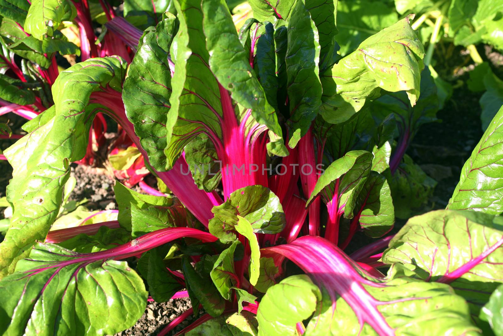 Swiss chard, Beta vulgaris subsp Cicla var flavescens 'Pink Pass by ant