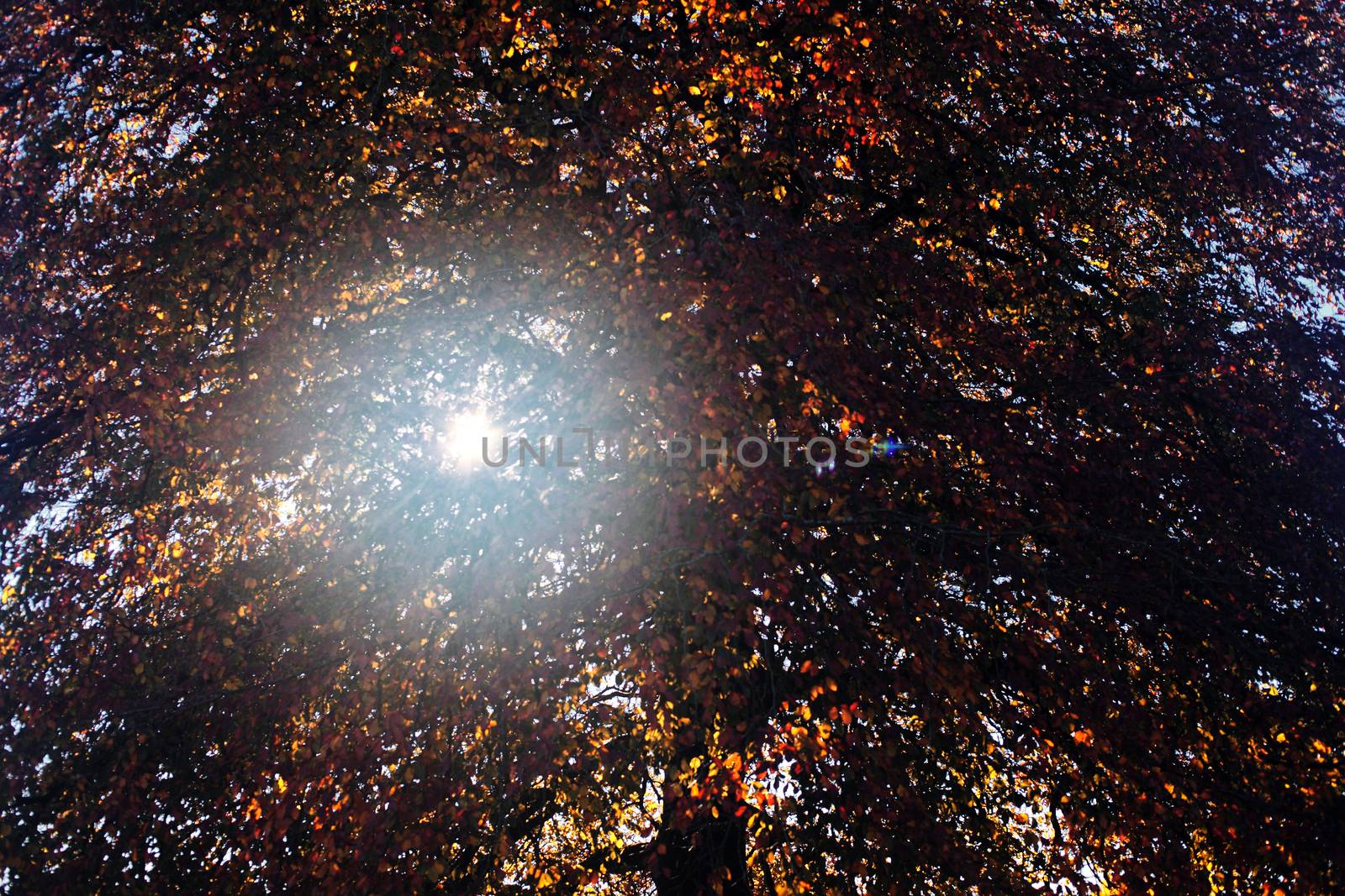 Autumn tree colour in the fall with the sun causing lens flare t by ant