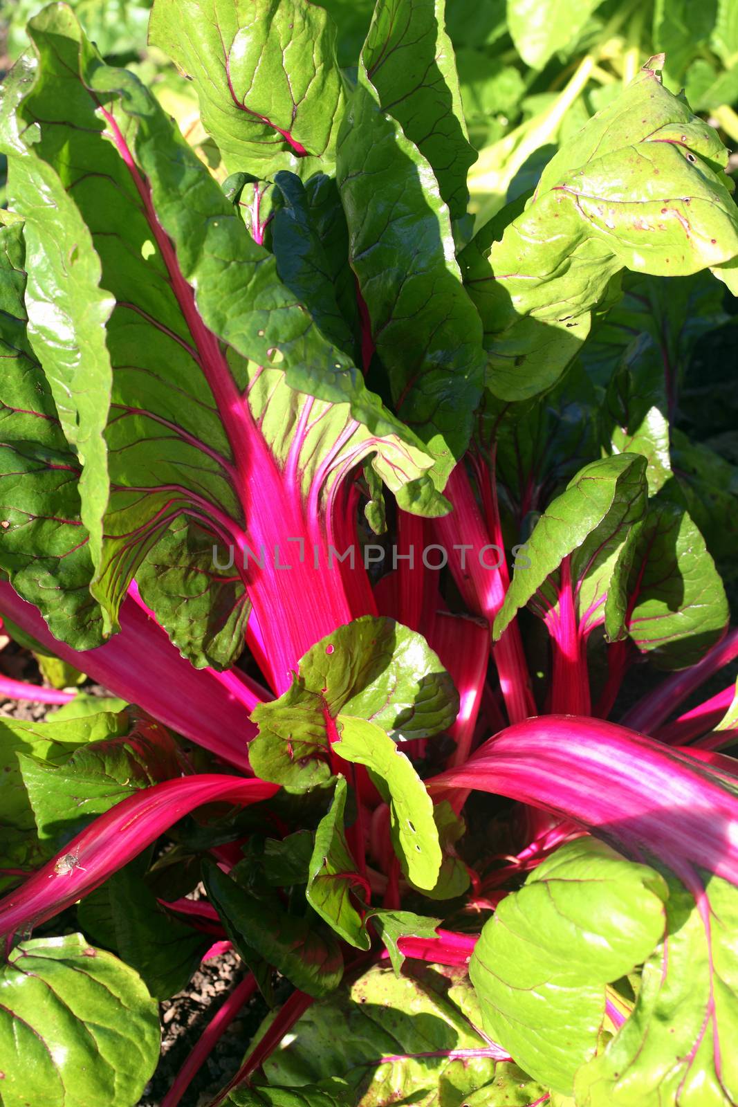 Swiss chard, Beta vulgaris subsp Cicla var flavescens 'Pink Passion' a vegetable salad crop food with health diet benefits stock photo