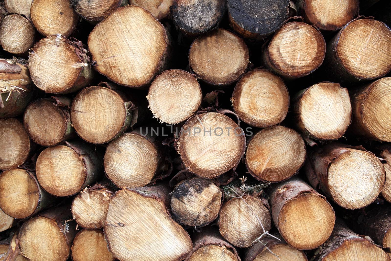 Forest pine trees logs background felled by the logging timber industry which may have an environment conservation impact stock photo