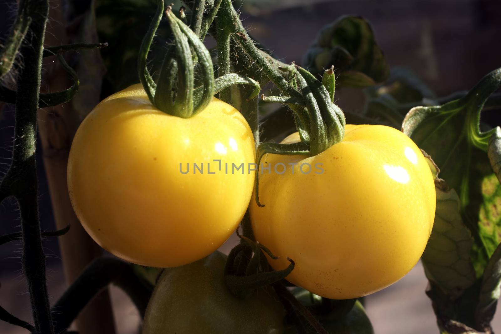 Two yellow Golden Queen tomato on the vine  by ant