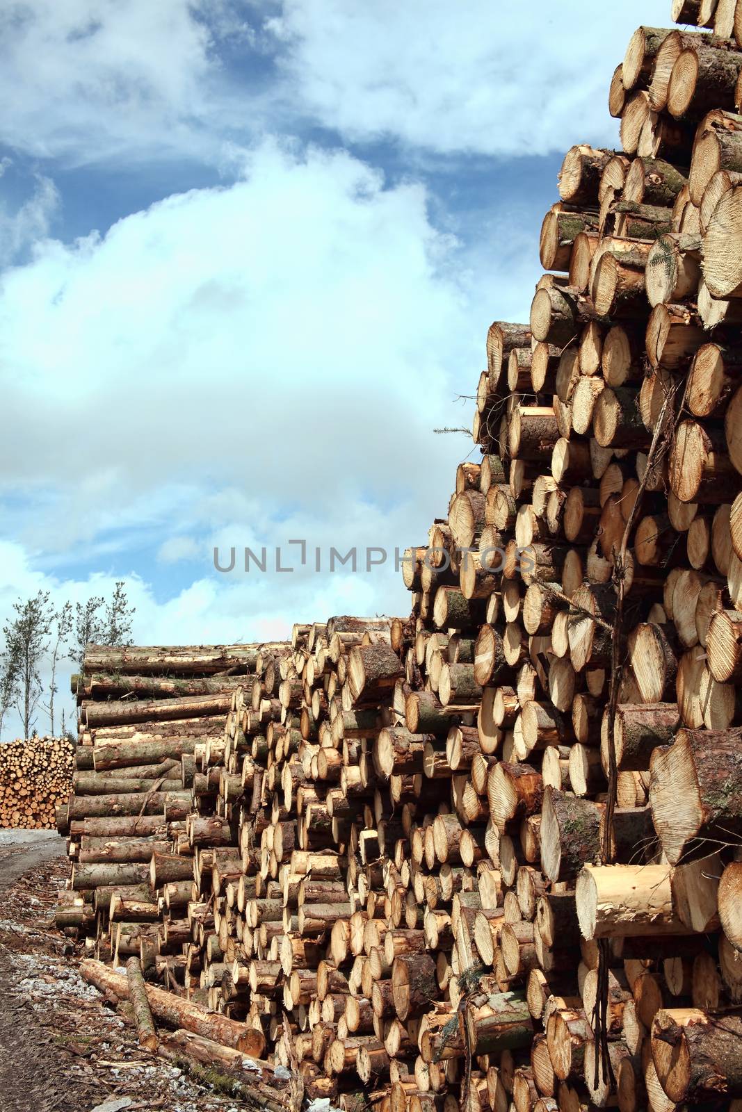 Forest pine trees log trunks felled by the logging timber indust by ant