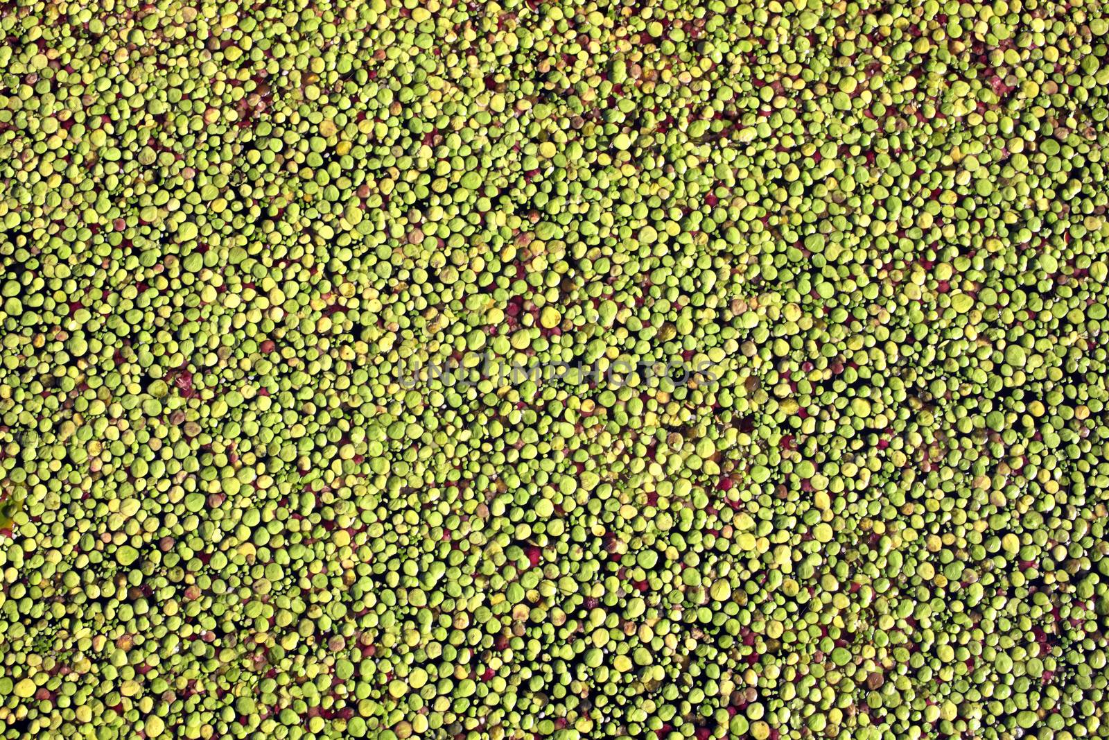 Background texture of a polluted lake pond having overgrown gree by ant