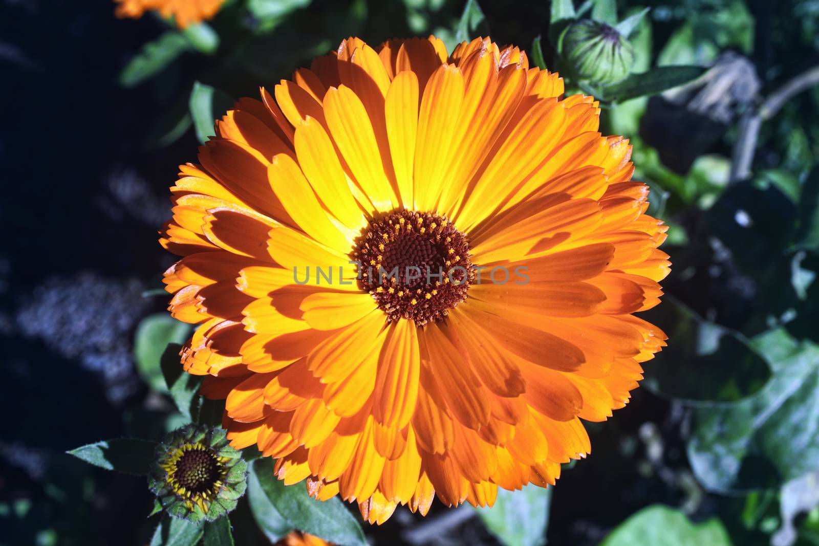Marigold (Calendula officinalis) a common cultivated annual bedding garden flower plant of a yellow or orange colour also known as  Pot Marigold and it is an effective herb for many skin conditions stock photo