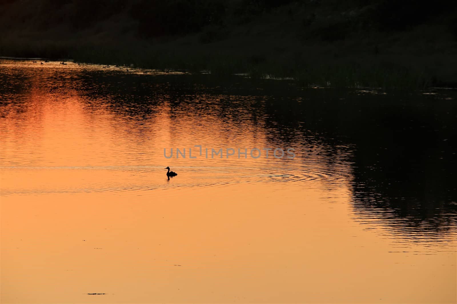 A duck during a great sunset with a lake view and bushes and trees in the background