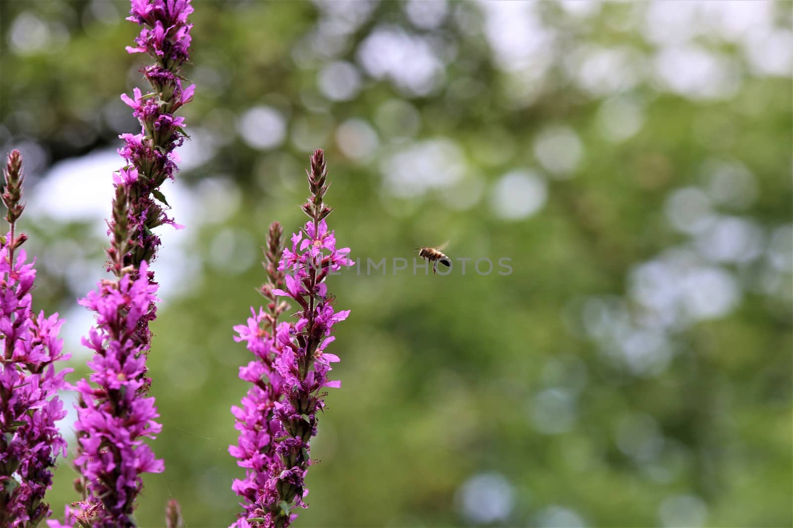 Bee approaching a loosestrife flower against a green background