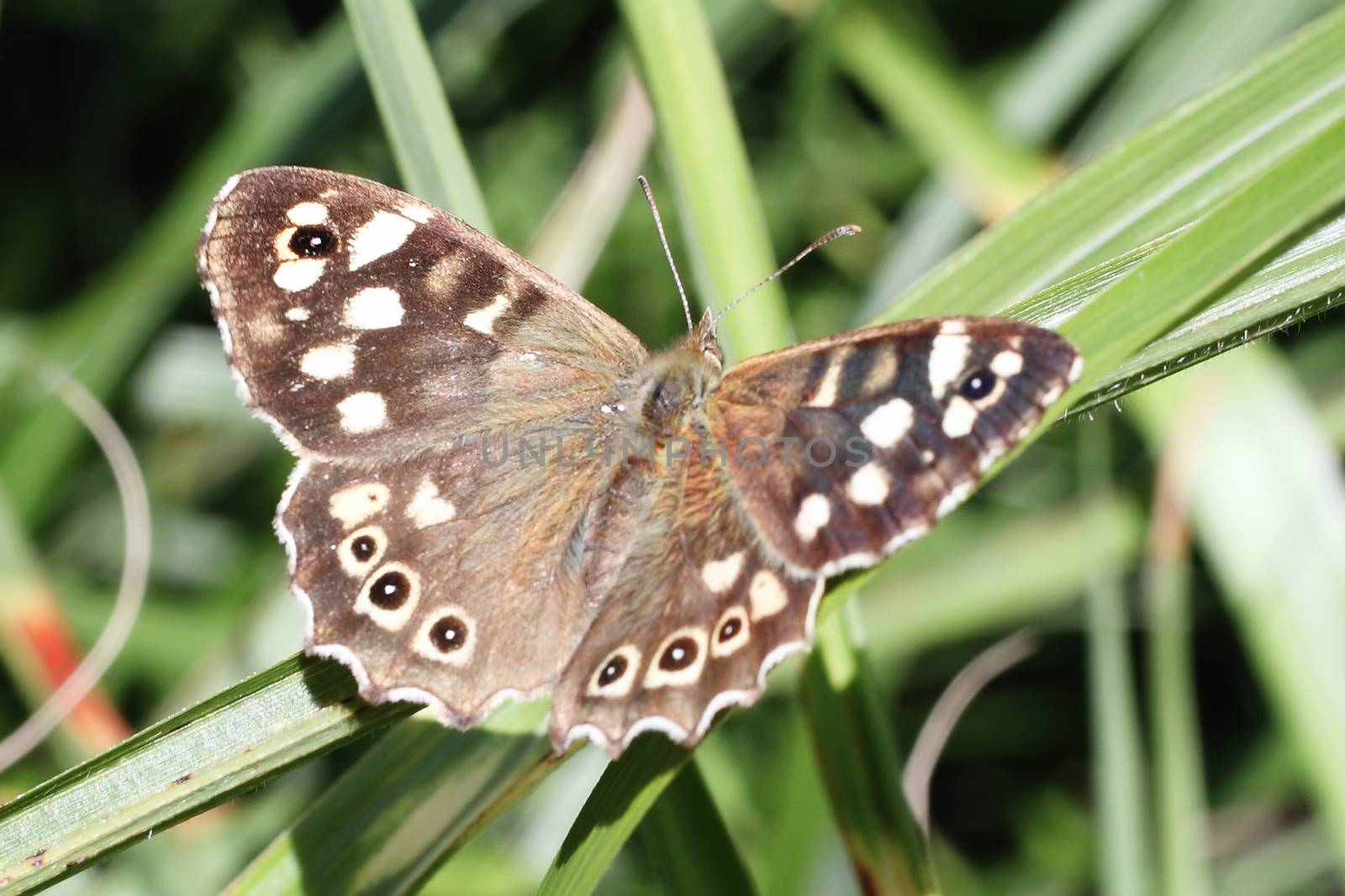 Speckled Wood butterfly insect resting on a blade of grass by ant