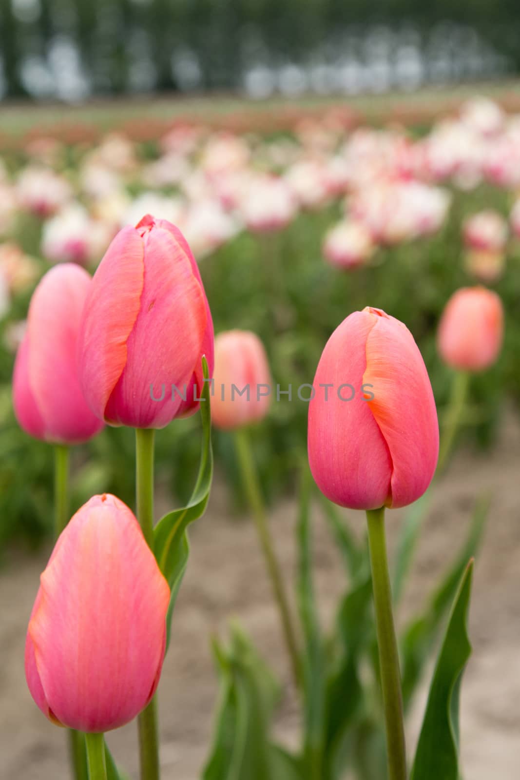 Colorful field of tulips in the Netherlands