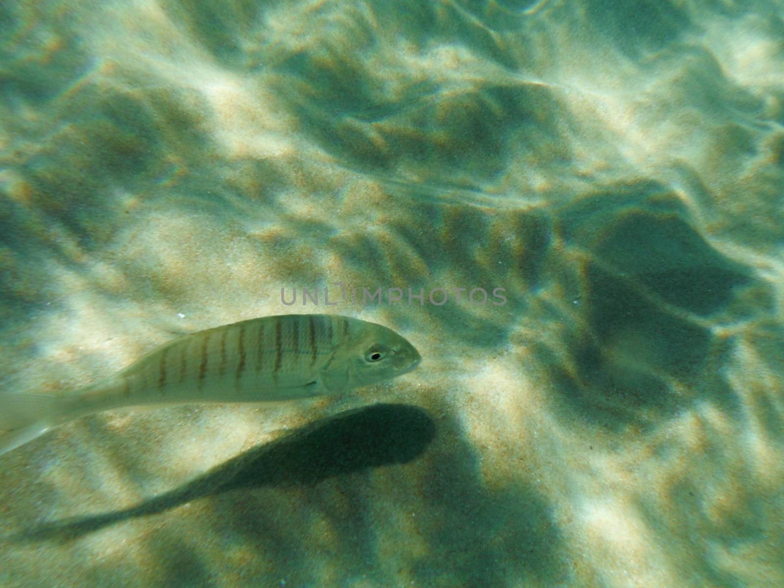 Greece Underwater Life by Kartouchken