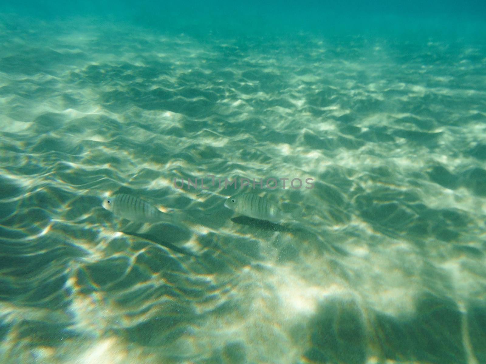 Shots of the beautiful underwater world of Greece